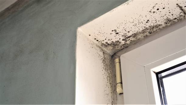 Best Post-Construction Mold Inspection  in Hawthorne, NJ
