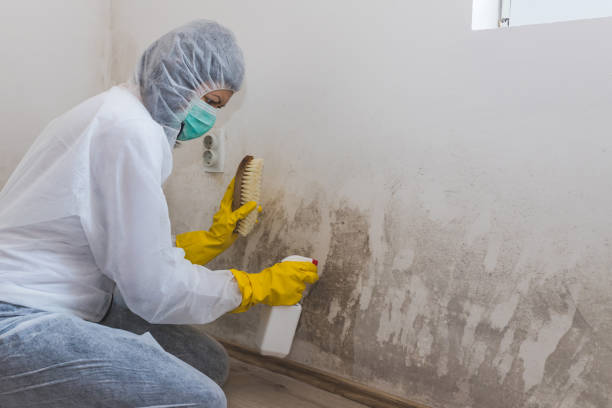 Best Attic Mold Removal  in Hawthorne, NJ