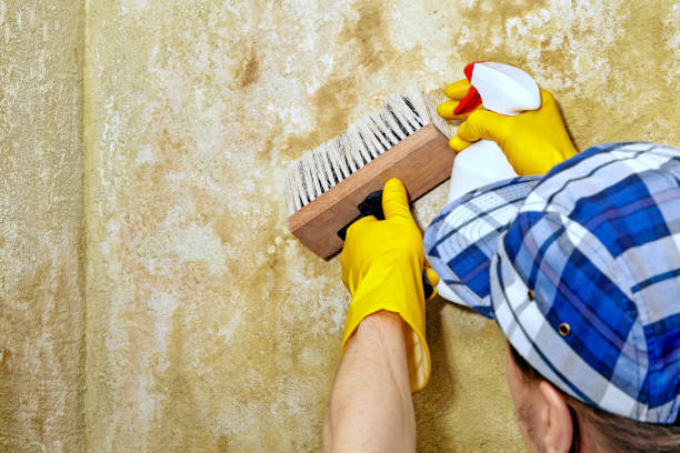 Best Comprehensive Air Testing for Mold Contaminants  in Hawthorne, NJ