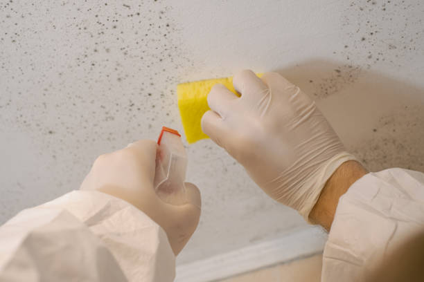  Hawthorne, NJ Mold Removal Pros