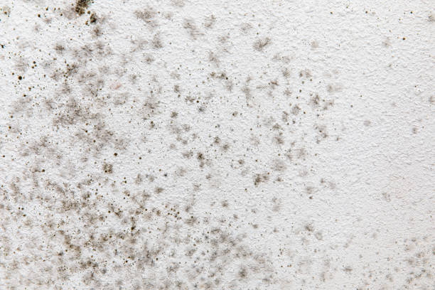 Best Industrial Mold Remediation  in Hawthorne, NJ