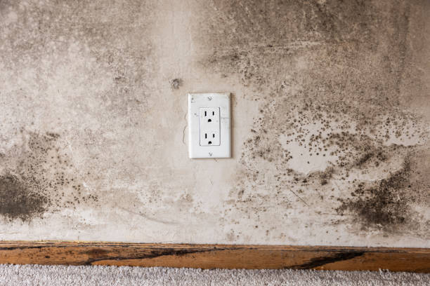 Reliable Hawthorne, NJ Mold Removal Solutions