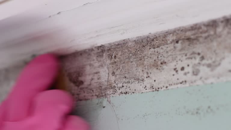 Best Forensic Mold Investigation  in Hawthorne, NJ